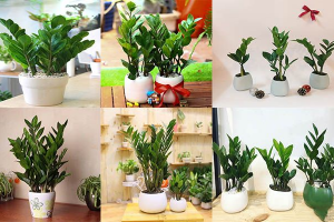 Tốp những  cây phong thủy để trong phòng làm việc mang lại may mắn.